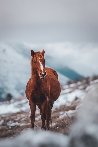 What Conditions in Horses Improve with Acupuncture?